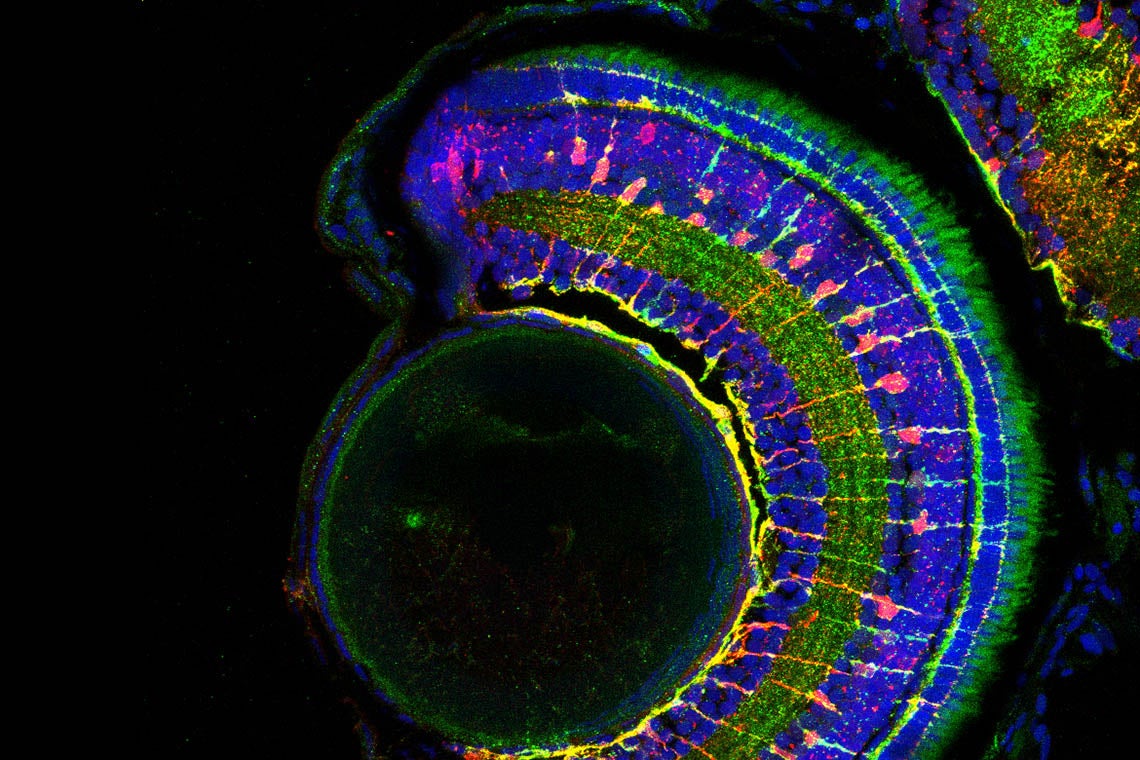 zebrafish research for eyesight